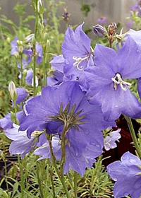 Campanula persicifolia 'Telham Beauty'